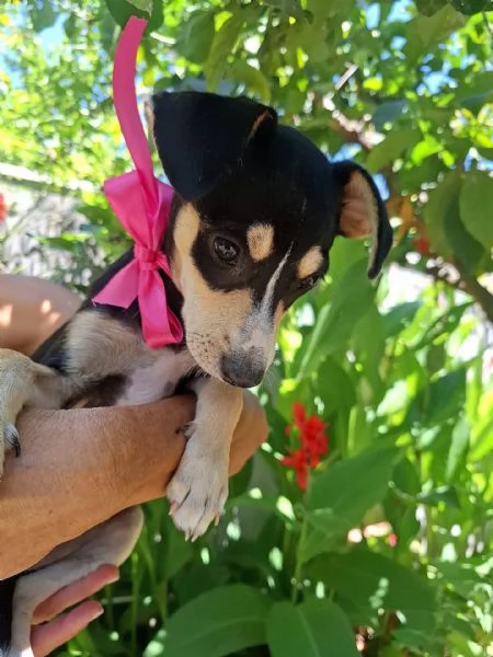 Pepsi dolce cucciolina 3 mesi e mezzo cerca adozione | Foto 2