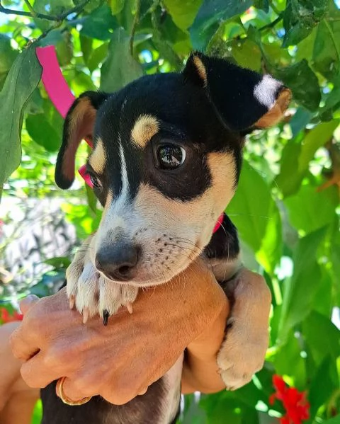 Pepsi dolce cucciolina 3 mesi e mezzo cerca adozione | Foto 1