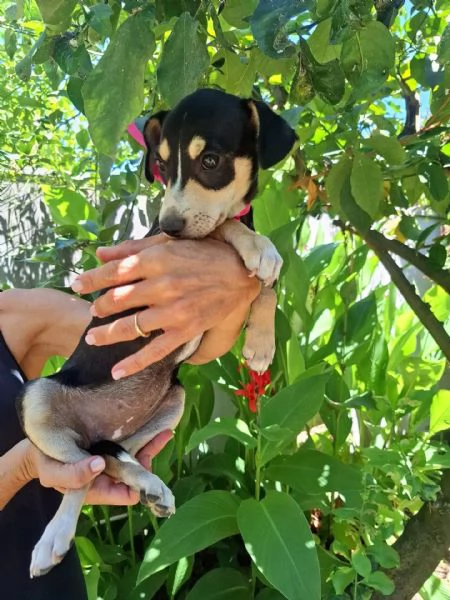 Pepsi dolce cucciolina 3 mesi e mezzo cerca adozione | Foto 0