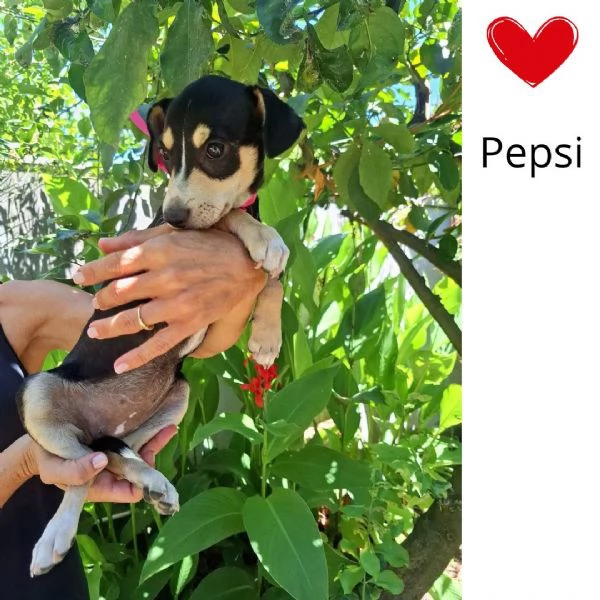Pepsi dolce cucciolina 3 mesi e mezzo cerca adozione