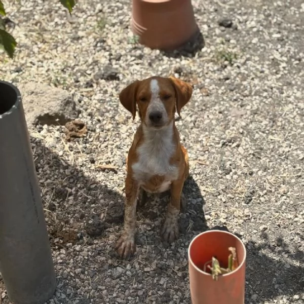 Biscotto dolce cucciolo mix beagle 4 mesi cerca adozione | Foto 1