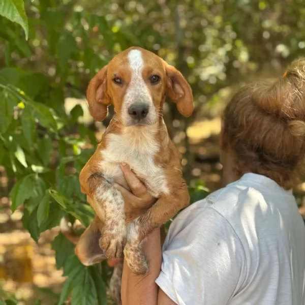 Biscotto dolce cucciolo mix beagle 4 mesi cerca adozione
