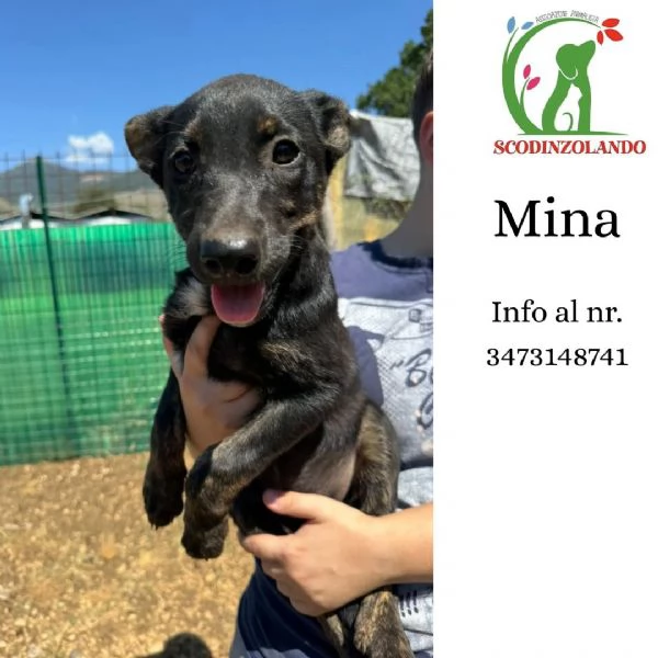 MINA dolce cucciola 3 mesi cerca adozione  figlia pastore olandese