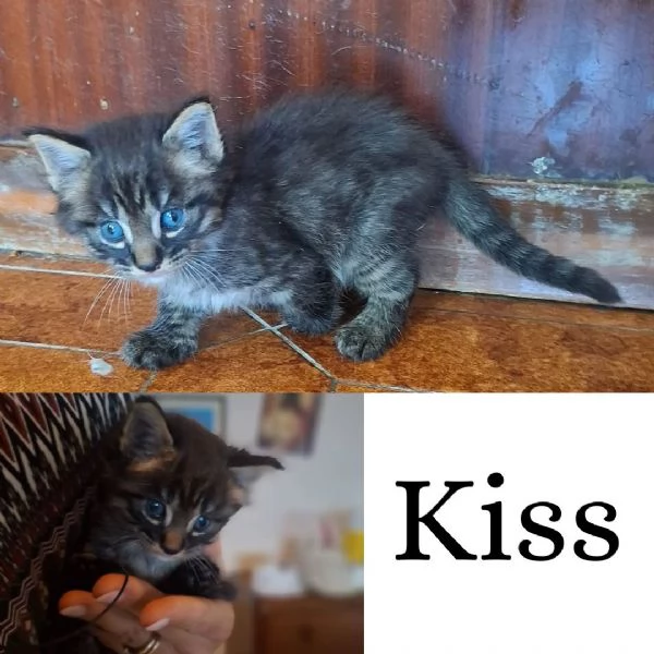 KISS dolce micino cerca casa  adozione del cuore