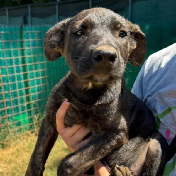 Freddy dolce e coccolone cerca adozione  3 mesi mix lupettopastore | Foto 1