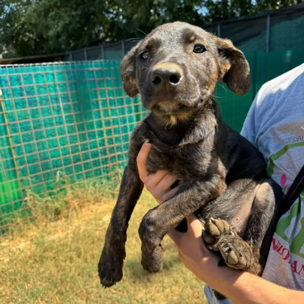 Freddy dolce e coccolone cerca adozione  3 mesi mix lupettopastore | Foto 0