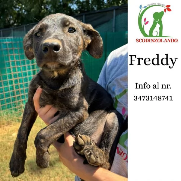 Freddy dolce e coccolone cerca adozione  3 mesi mix lupettopastore
