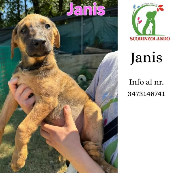 Janis dolce cucciola 3 mesi taglia media cerca adozione 