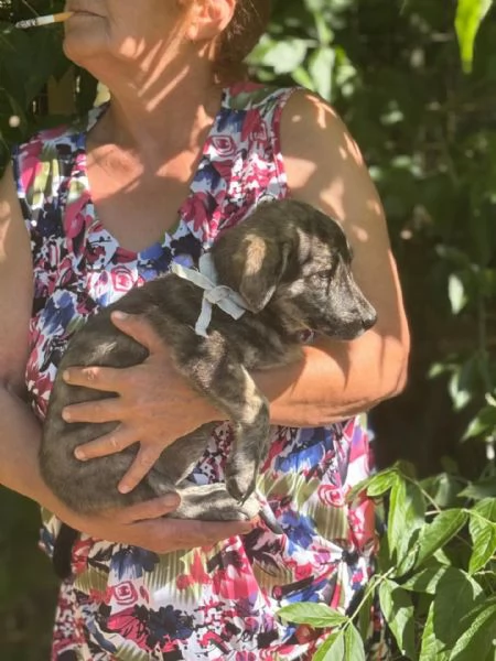 BICE dolce cucciolina cerca adozione  4 mesi di bont | Foto 1