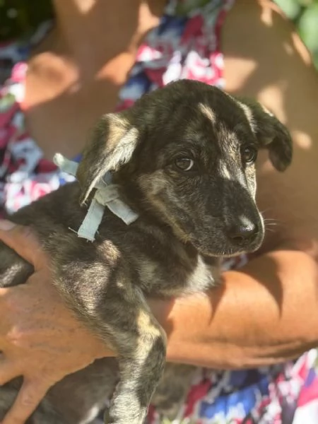 BICE dolce cucciolina cerca adozione  4 mesi di bont | Foto 0