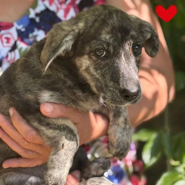 BICE dolce cucciolina cerca adozione  4 mesi di bont