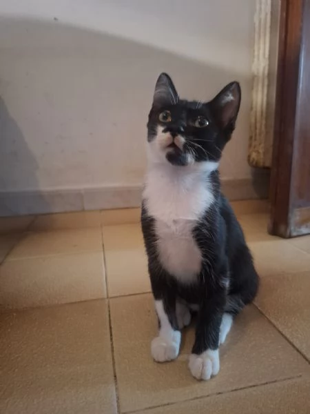 Batman micino 3 mesi cerca casa  dolce affettuoso e coccolone | Foto 1