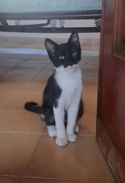 Batman micino 3 mesi cerca casa  dolce affettuoso e coccolone | Foto 0