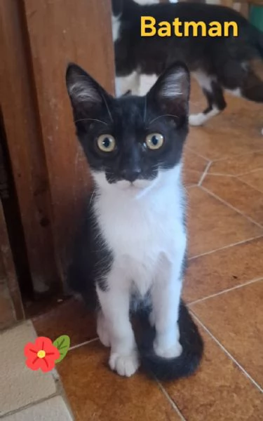 Batman micino 3 mesi cerca casa  dolce affettuoso e coccolone