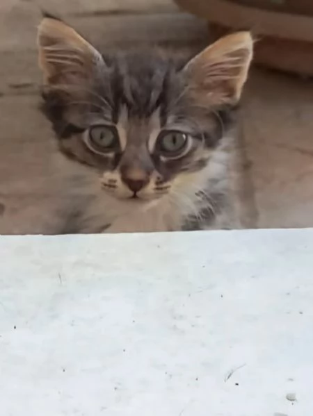 Beyonc dolce gattina cerca adozione