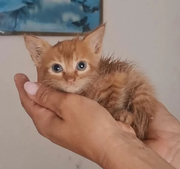 Gufi gattino rosso occhi verdi cerca adozione | Foto 1