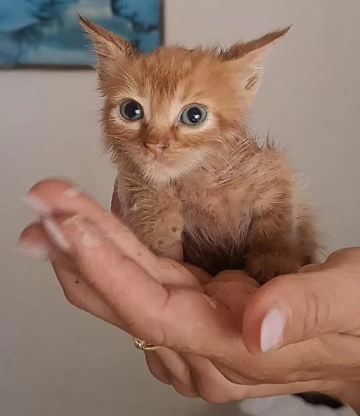 Gufi gattino rosso occhi verdi cerca adozione