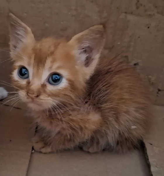 Gufi gattino rosso occhi verdi cerca adozione | Foto 0