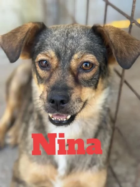Nina e Lul cagnoline taglia medio piccola in adozione | Foto 3