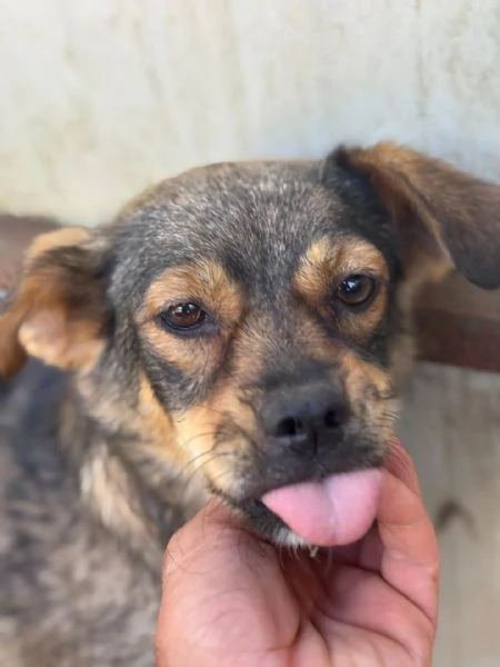 Nina e Lul cagnoline taglia medio piccola in adozione | Foto 2