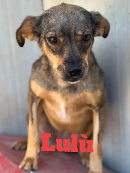 Nina e Lul cagnoline taglia medio piccola in adozione | Foto 1