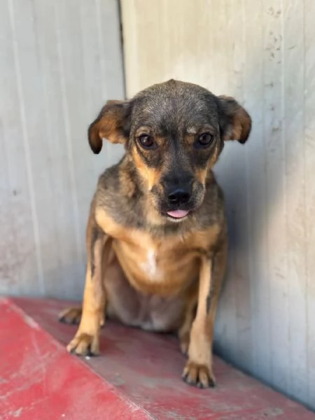 Nina e Lul cagnoline taglia medio piccola in adozione | Foto 0