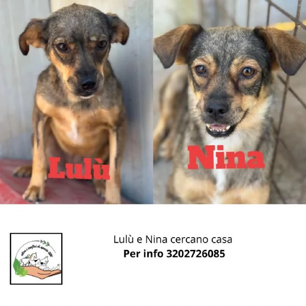 Nina e Lul cagnoline taglia medio piccola in adozione