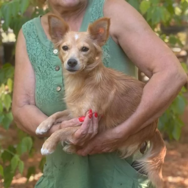 Maya 1 anno  mix chihuahua a pelo lungo cerca adozione | Foto 1