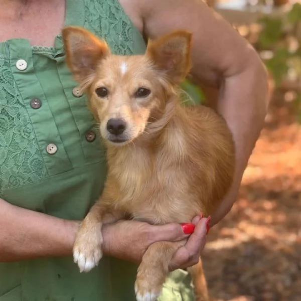Maya 1 anno  mix chihuahua a pelo lungo cerca adozione | Foto 0