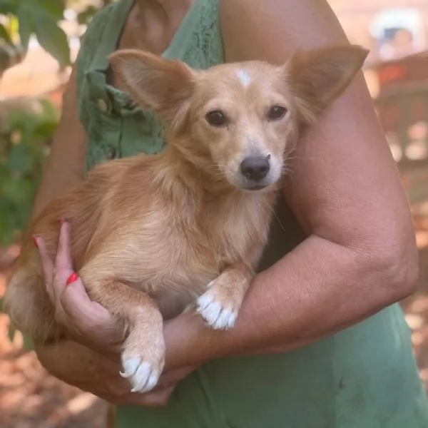 Maya 1 anno  mix chihuahua a pelo lungo cerca adozione