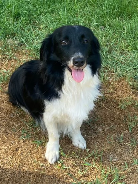 Maurizio simil border collie cerca adozione  5 anni 