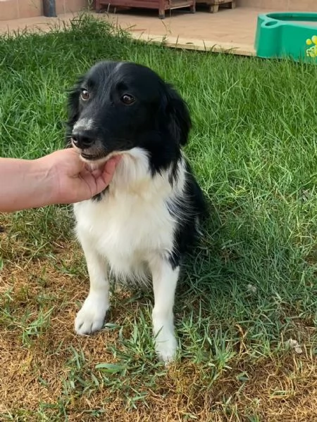 Maurizio simil border collie cerca adozione  5 anni  | Foto 3