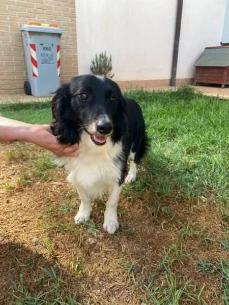 Maurizio simil border collie cerca adozione  5 anni  | Foto 2