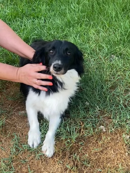 Maurizio simil border collie cerca adozione  5 anni  | Foto 1