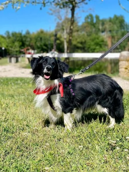 Maurizio simil border collie cerca adozione  5 anni  | Foto 0