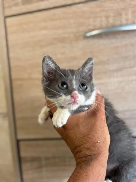 Cleo dolce gattina 2 mesi cerca adozione  | Foto 1
