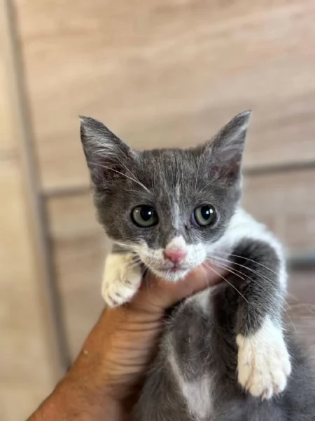 Cleo dolce gattina 2 mesi cerca adozione  | Foto 0