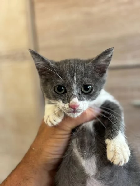 Cleo dolce gattina 2 mesi cerca adozione 