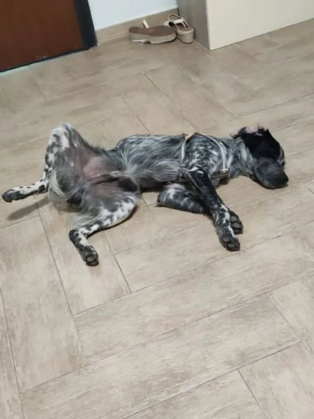 Lillo cucciolo Breton 78 mesi cerca casa | Foto 4