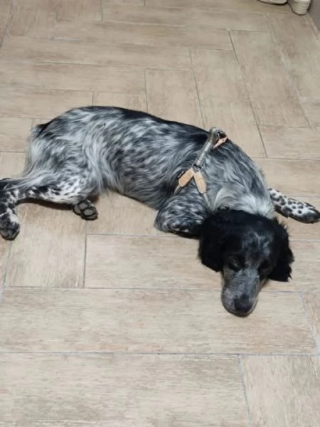 Lillo cucciolo Breton 78 mesi cerca casa | Foto 3