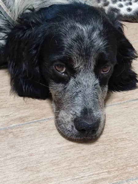 Lillo cucciolo Breton 78 mesi cerca casa | Foto 2