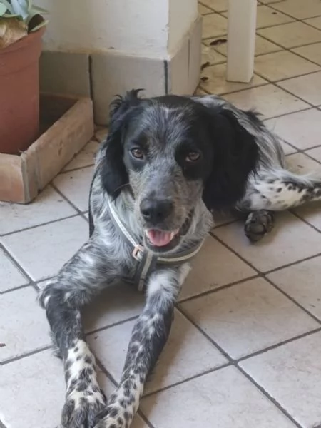 Lillo cucciolo Breton 78 mesi cerca casa