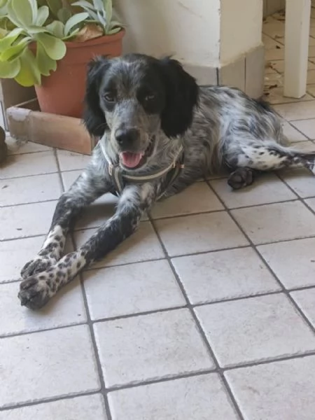 Lillo cucciolo Breton 78 mesi cerca casa | Foto 0