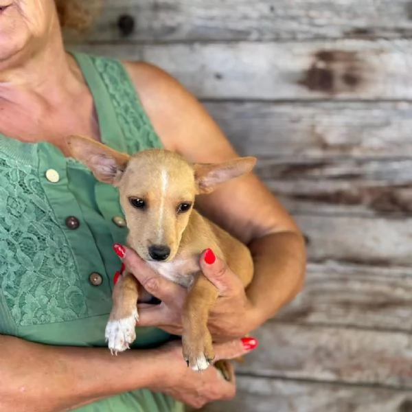 Becky dolce cucciola incrocio chihuahua bassotto cerca casa | Foto 2
