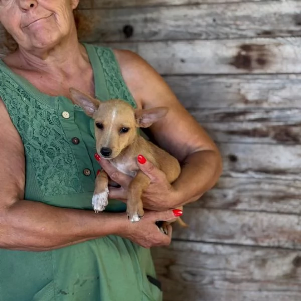 Becky dolce cucciola incrocio chihuahua bassotto cerca casa