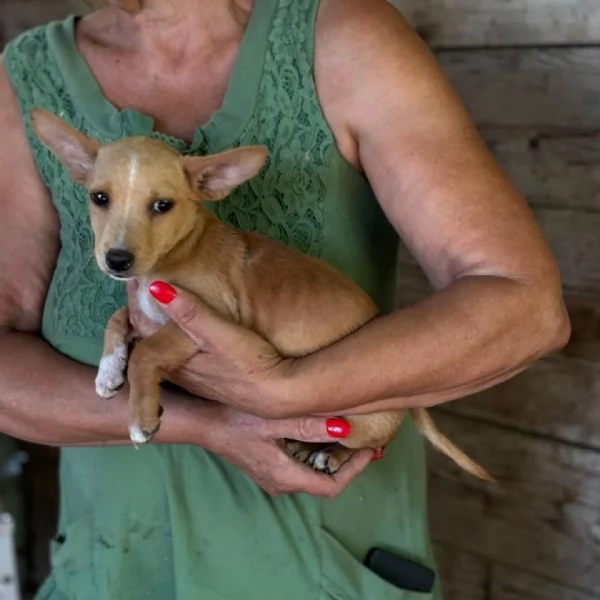 Becky dolce cucciola incrocio chihuahua bassotto cerca casa | Foto 0