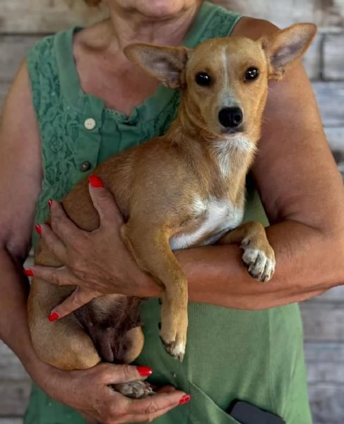 Sonia dolce cagnolina taglia mini cerca casa  mix chihuahua bassotto | Foto 1