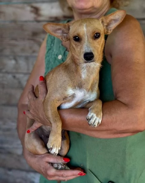 Sonia dolce cagnolina taglia mini cerca casa  mix chihuahua bassotto