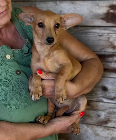 Mirtilla dolce cagnolina taglia mini cerca adozione  1 anno | Foto 1