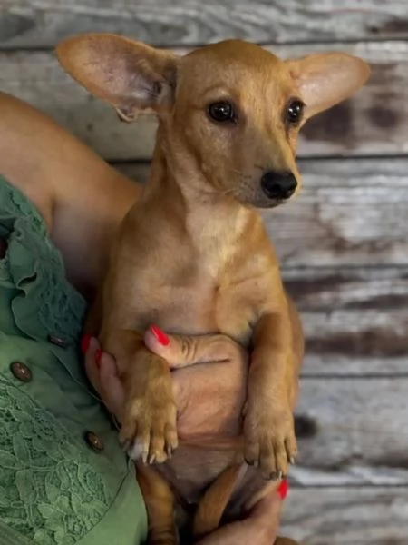 Mirtilla dolce cagnolina taglia mini cerca adozione  1 anno | Foto 0